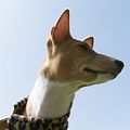 Basenji KSM Muenster 2014 (1052)